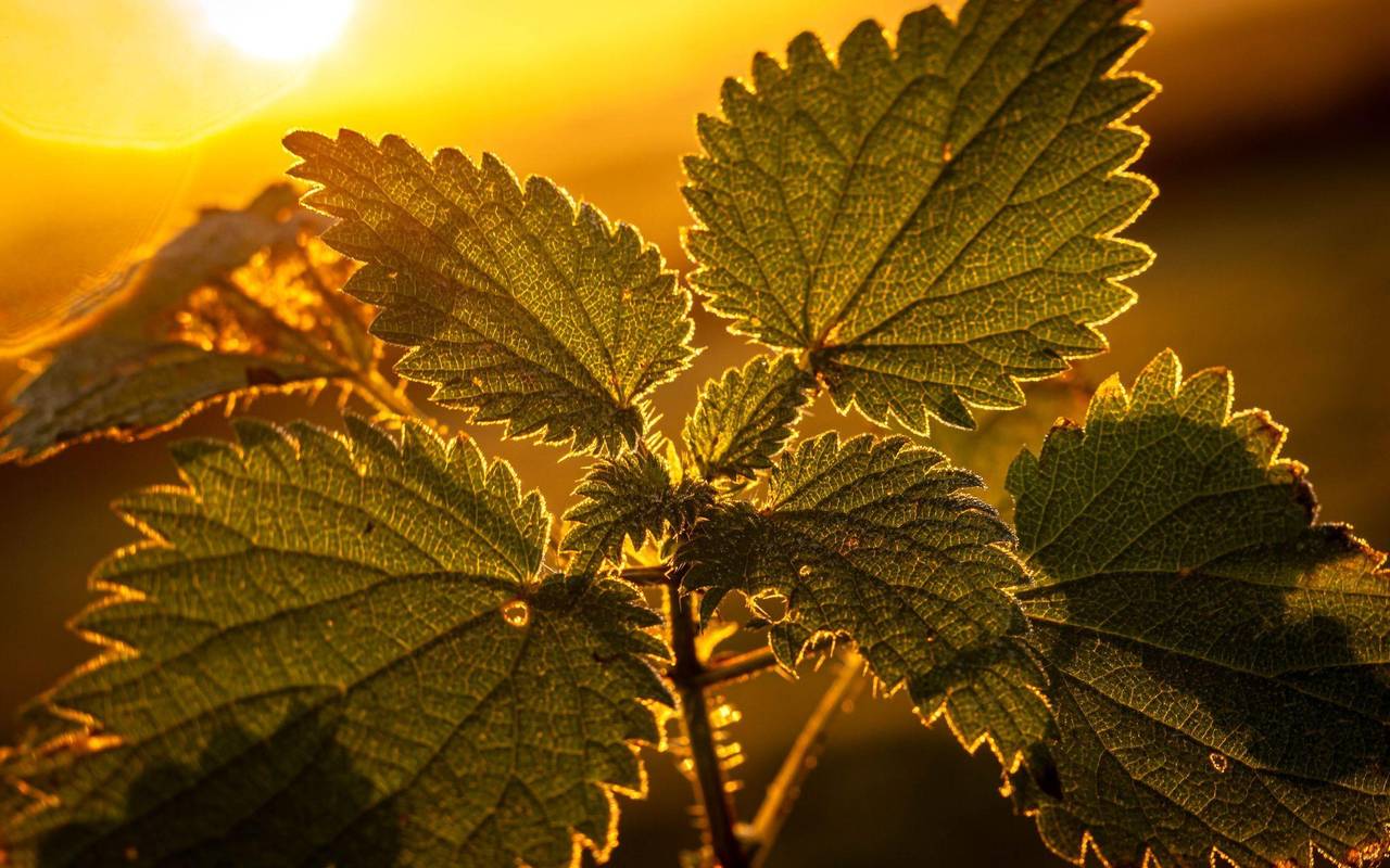 «Auf jeden Fall gehört das Wort Unkraut gestrichen»