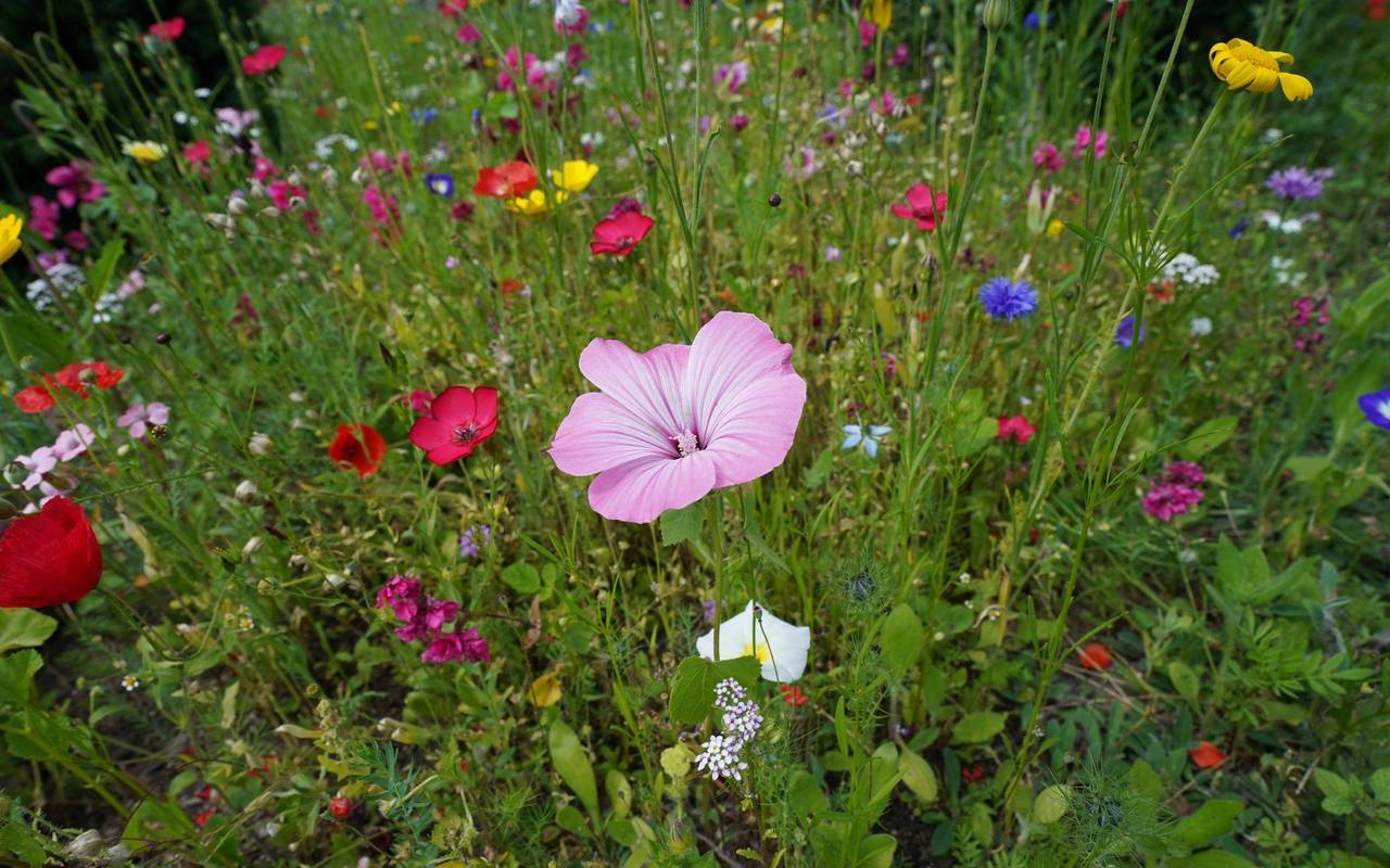 «Auf jeden Fall gehört das Wort Unkraut gestrichen»