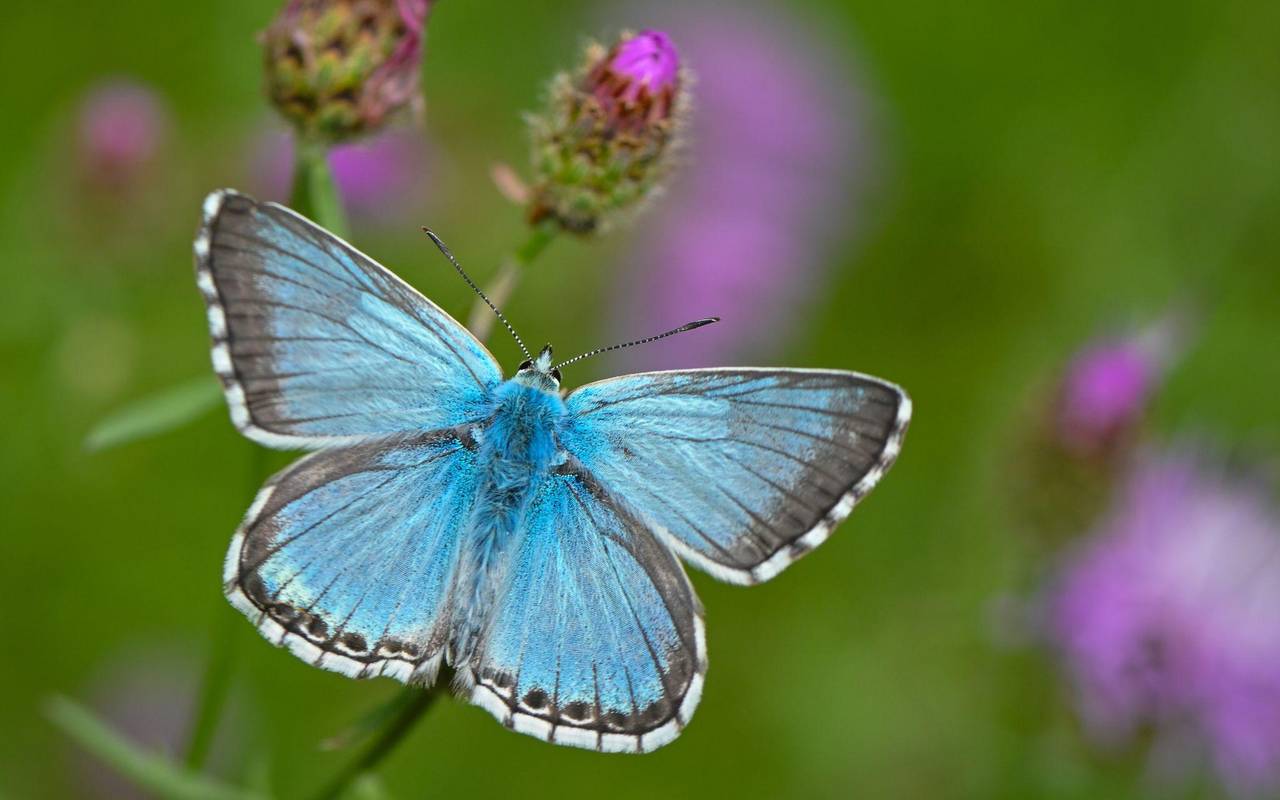 «Auf jeden Fall gehört das Wort Unkraut gestrichen»