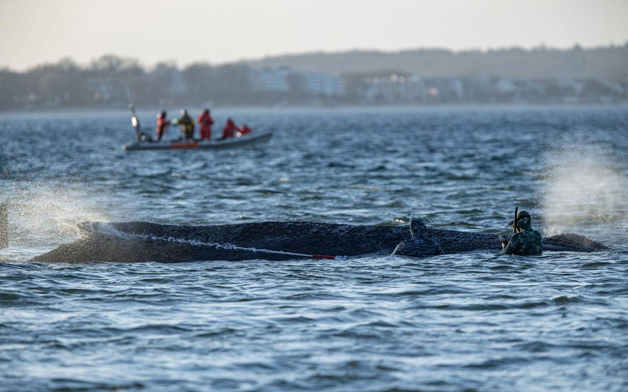 Gestrandeter Wal an der Ostseeküste