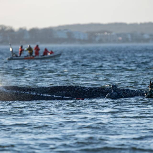 Gestrandeter Wal an der Ostseeküste