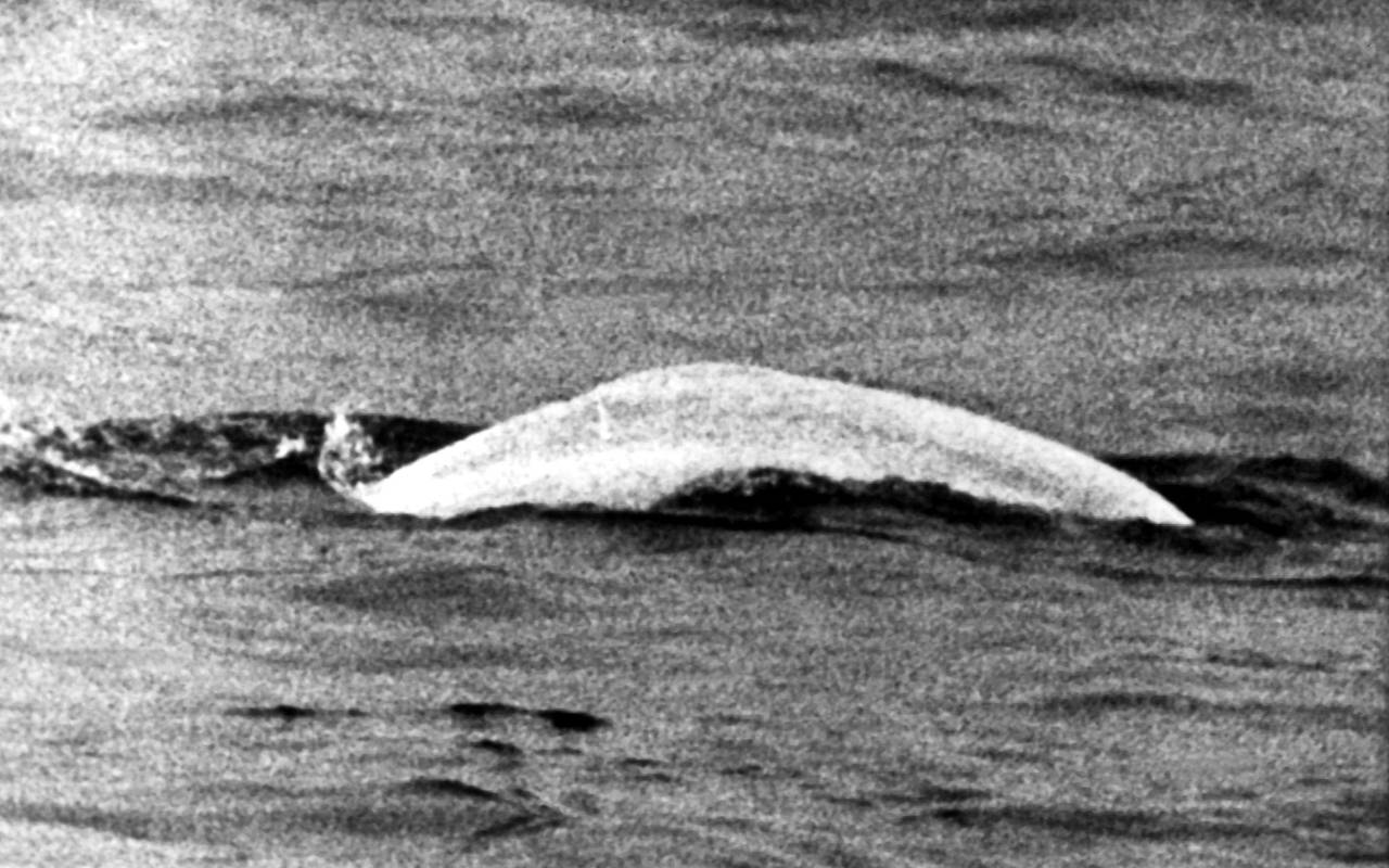 1966 - Der weiße Beluga im Rhein