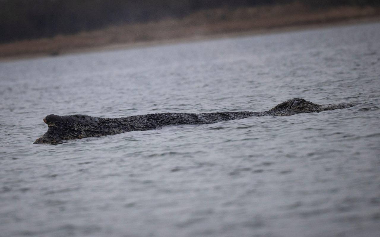 Der in der Ostsee gestrandete Buckelwal.