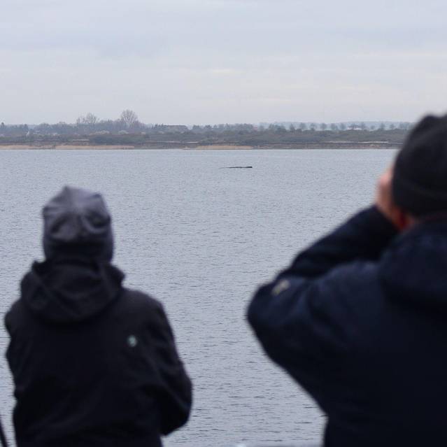 Wal erneut gestrandet