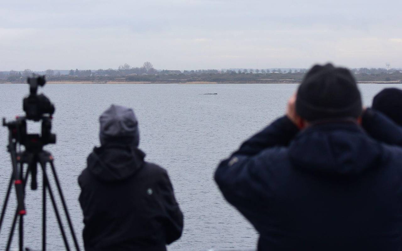 Wal erneut gestrandet