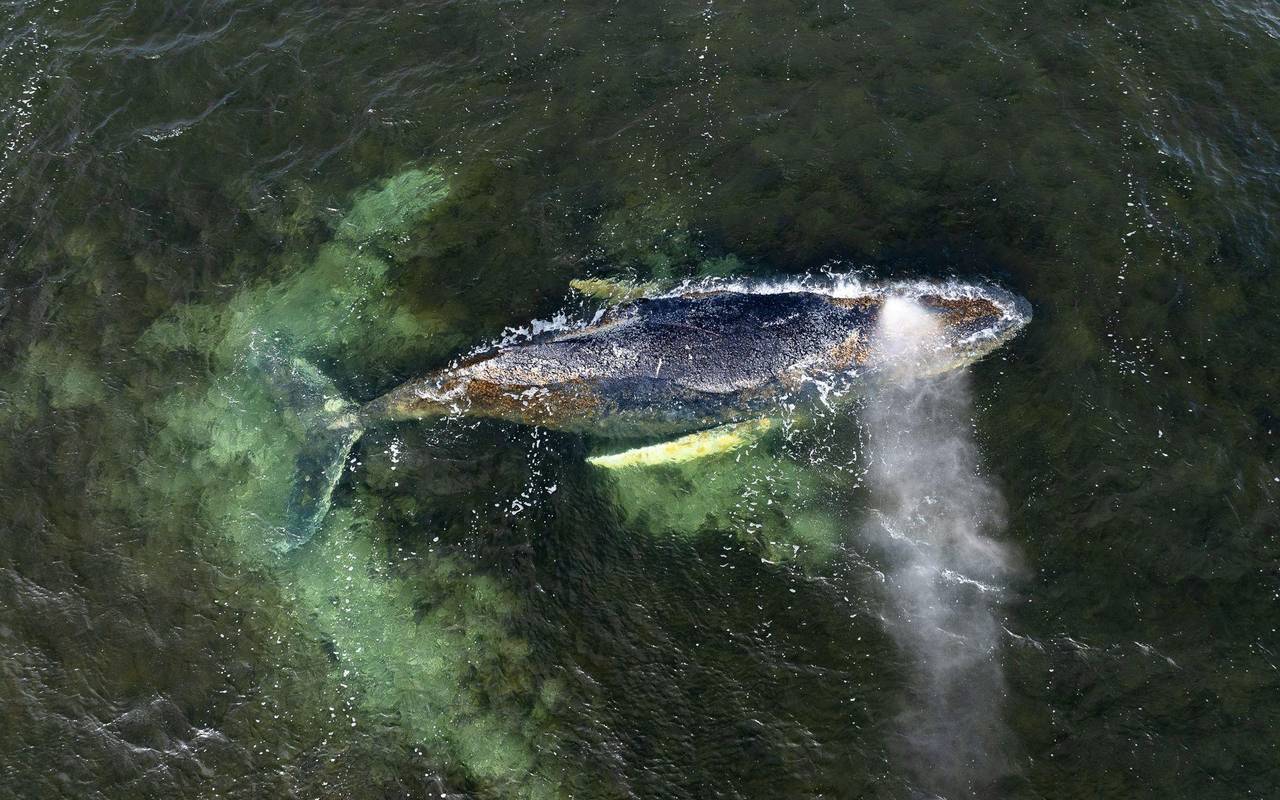 Buckelwal liegt weiter in Wismarbucht