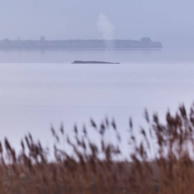 Buckelwal sitzt vor Insel Poel fest