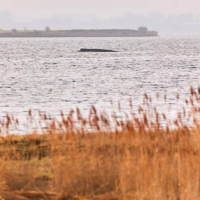 Buckelwal sitzt weiterhin vor Insel Poel fest