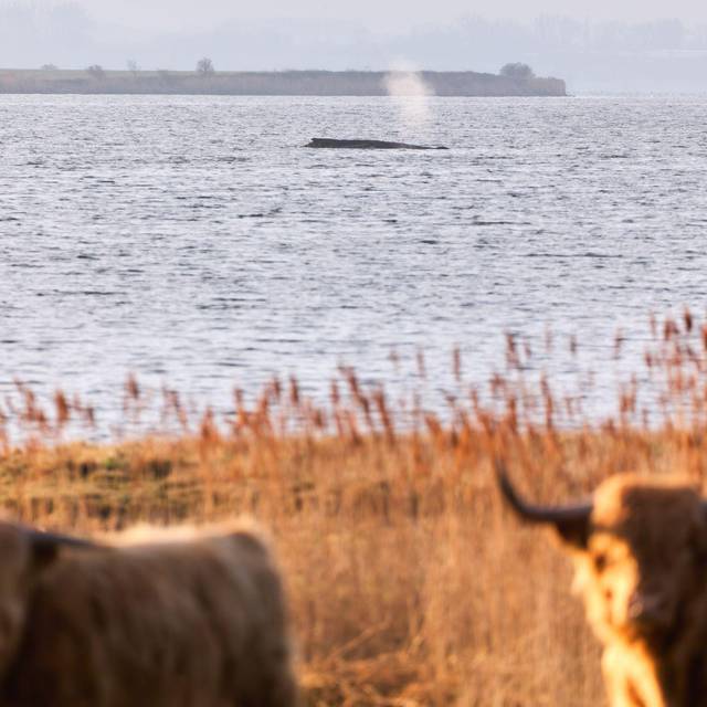 Buckelwal sitzt weiterhin vor Insel Poel fest