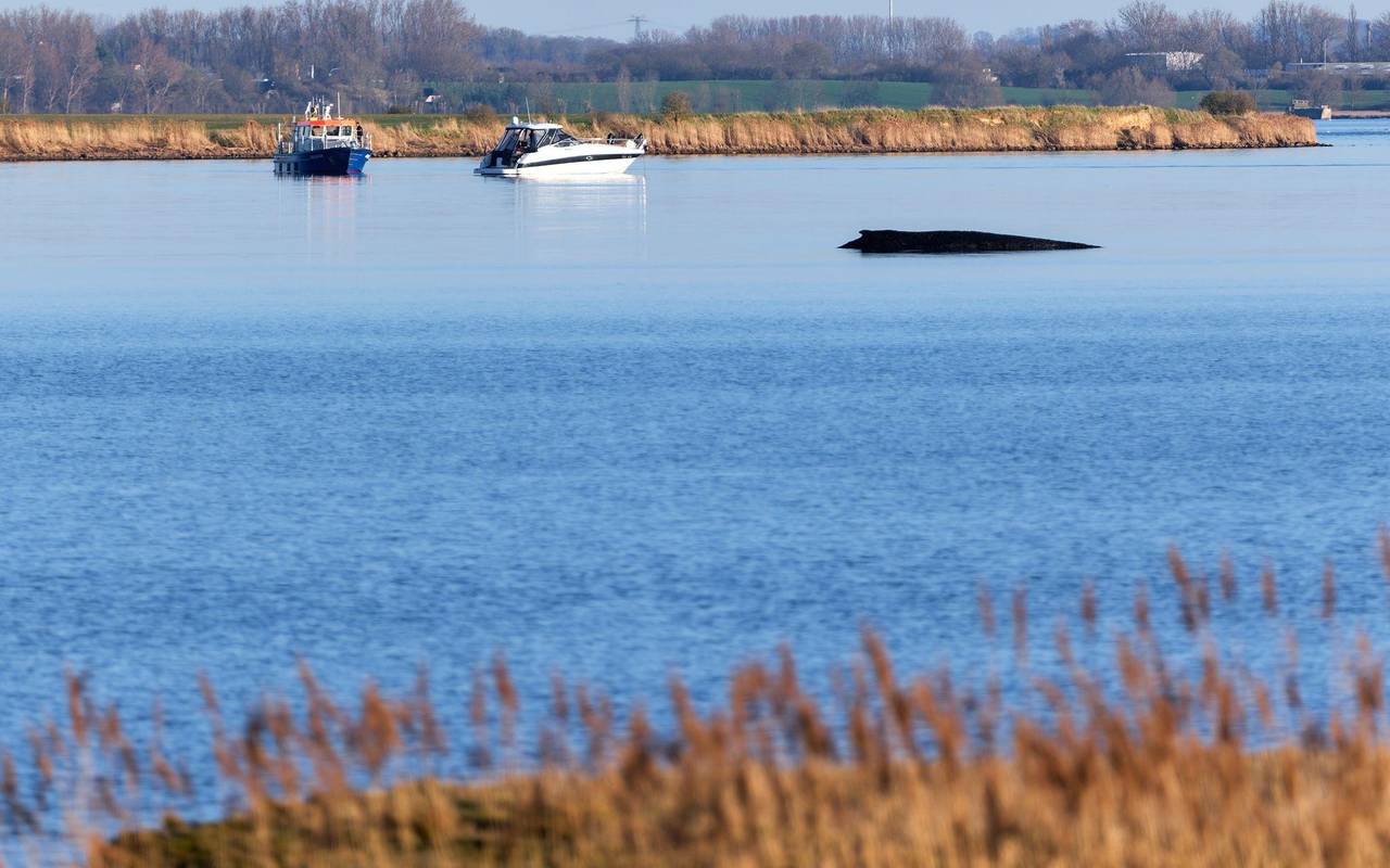 Buckelwal sitzt vor Insel Poel fest