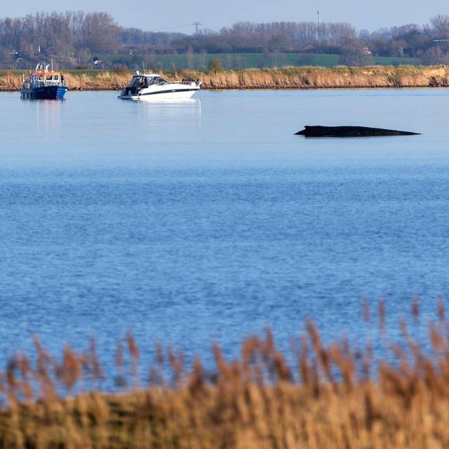 Buckelwal sitzt vor Insel Poel fest