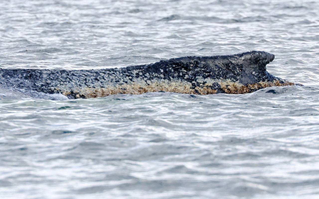 Buckelwal liegt weiter in Wismarbucht