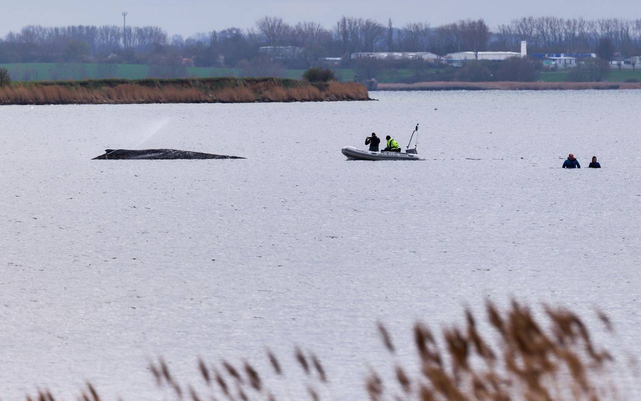 Buckelwal liegt weiter in Wismarbucht