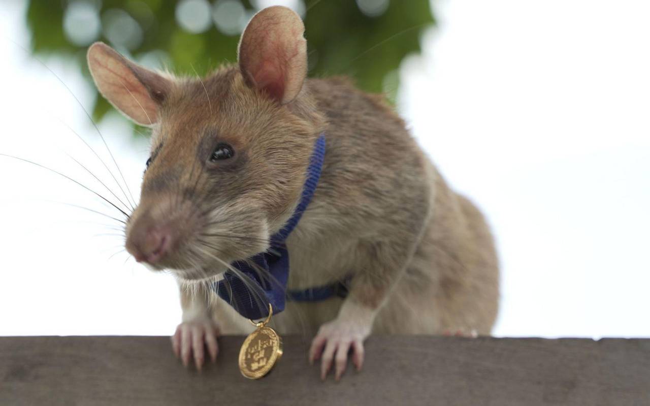Berühmte Minensuch-Ratte Magawa in Kamboscha