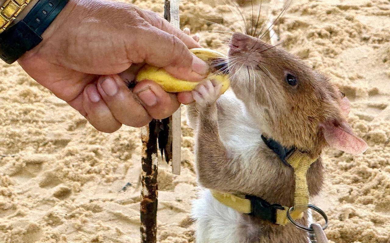 Statue für Minensuch-Ratte Magawa