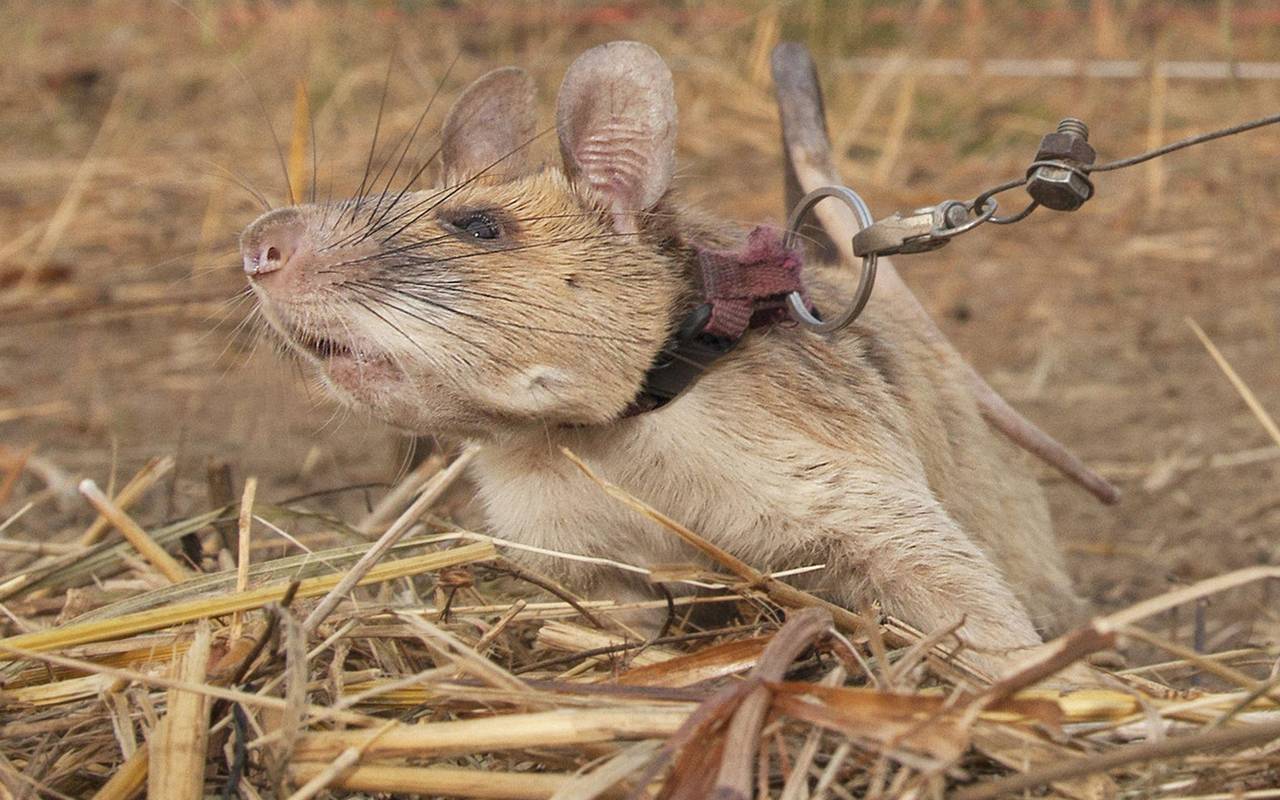 Berühmte Minensuch-Ratte Magawa in Kambodscha geehrt