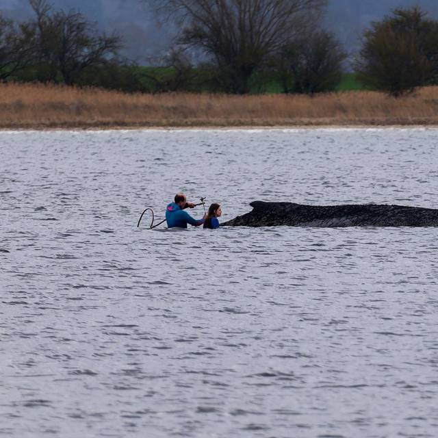 Buckelwal liegt weiter in Wismarbucht
