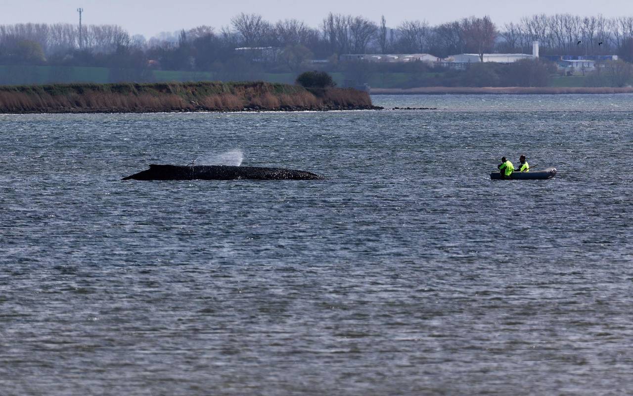 Buckelwal liegt weiter in Wismarbucht