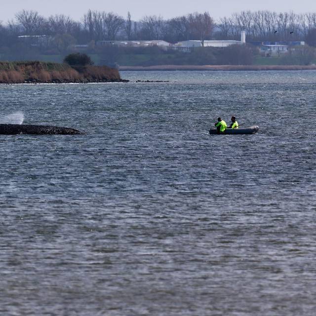 Buckelwal liegt weiter in Wismarbucht