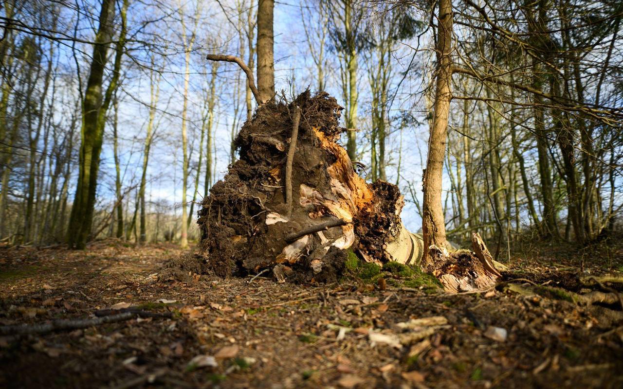 Baum umgestürzt - Drei Tote bei Flensburg