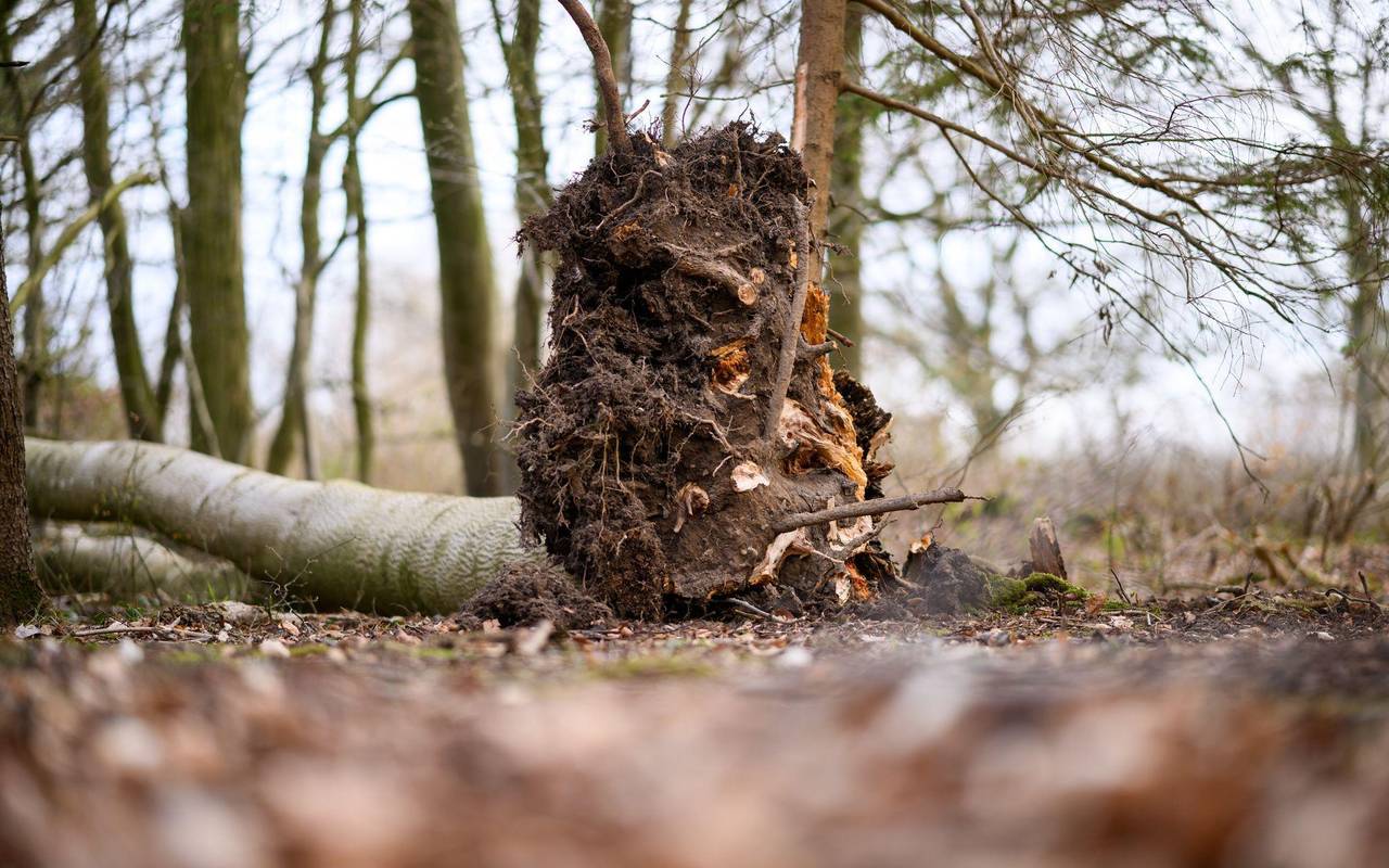 Baum umgestürzt - Drei Tote bei Flensburg