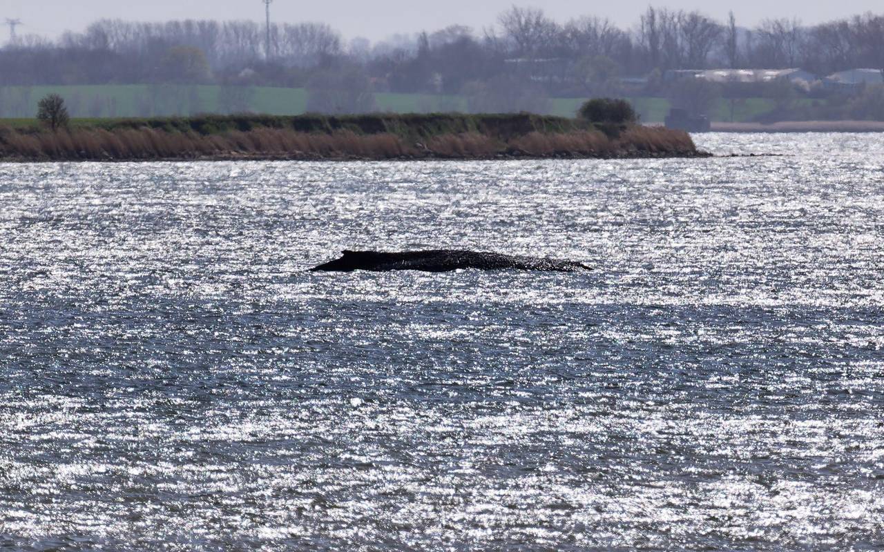 Buckelwal liegt weiter in Wismarbucht