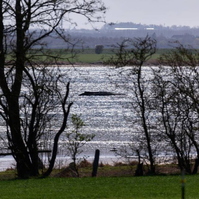 Buckelwal liegt weiter in Wismarbucht