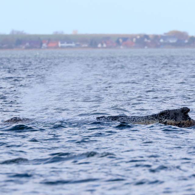 Buckelwal liegt weiter in Wismarbucht