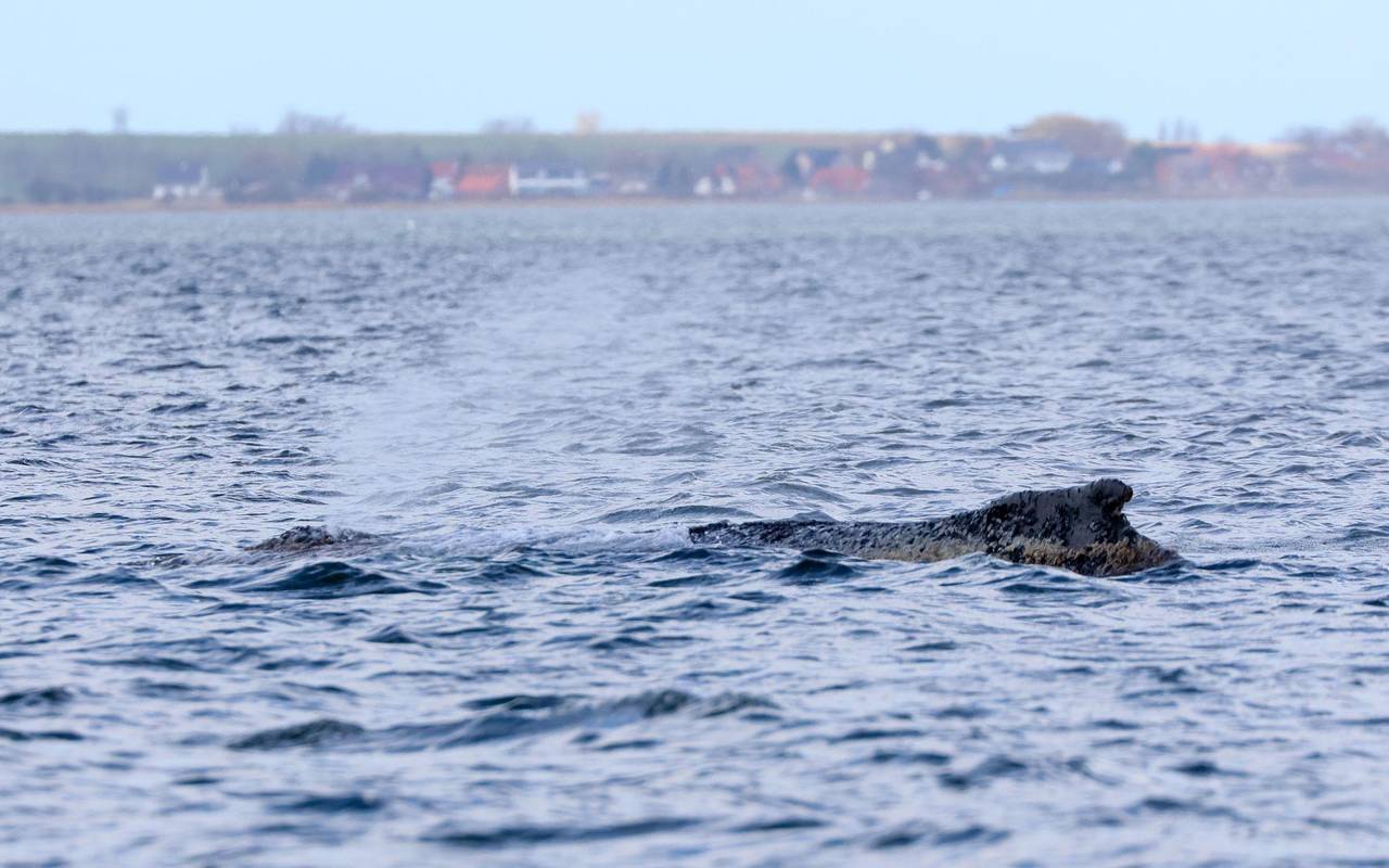 Buckelwal liegt weiter in Wismarbucht