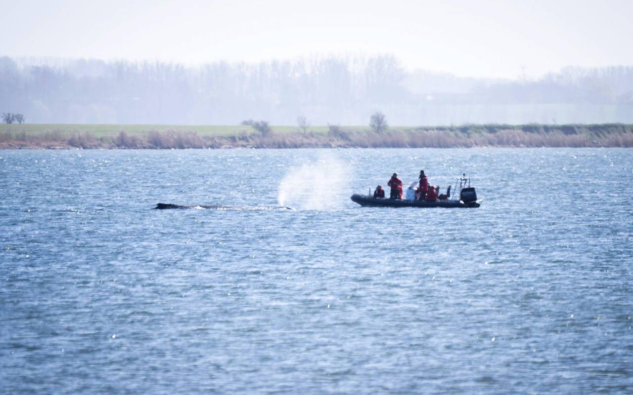 Buckelwal liegt weiter in Wismarer Bucht