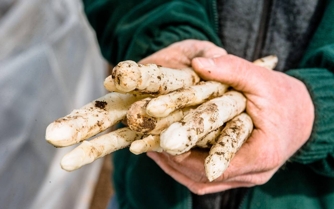 Erntehelfer hält frisch gestochenen Spargel in den Händen