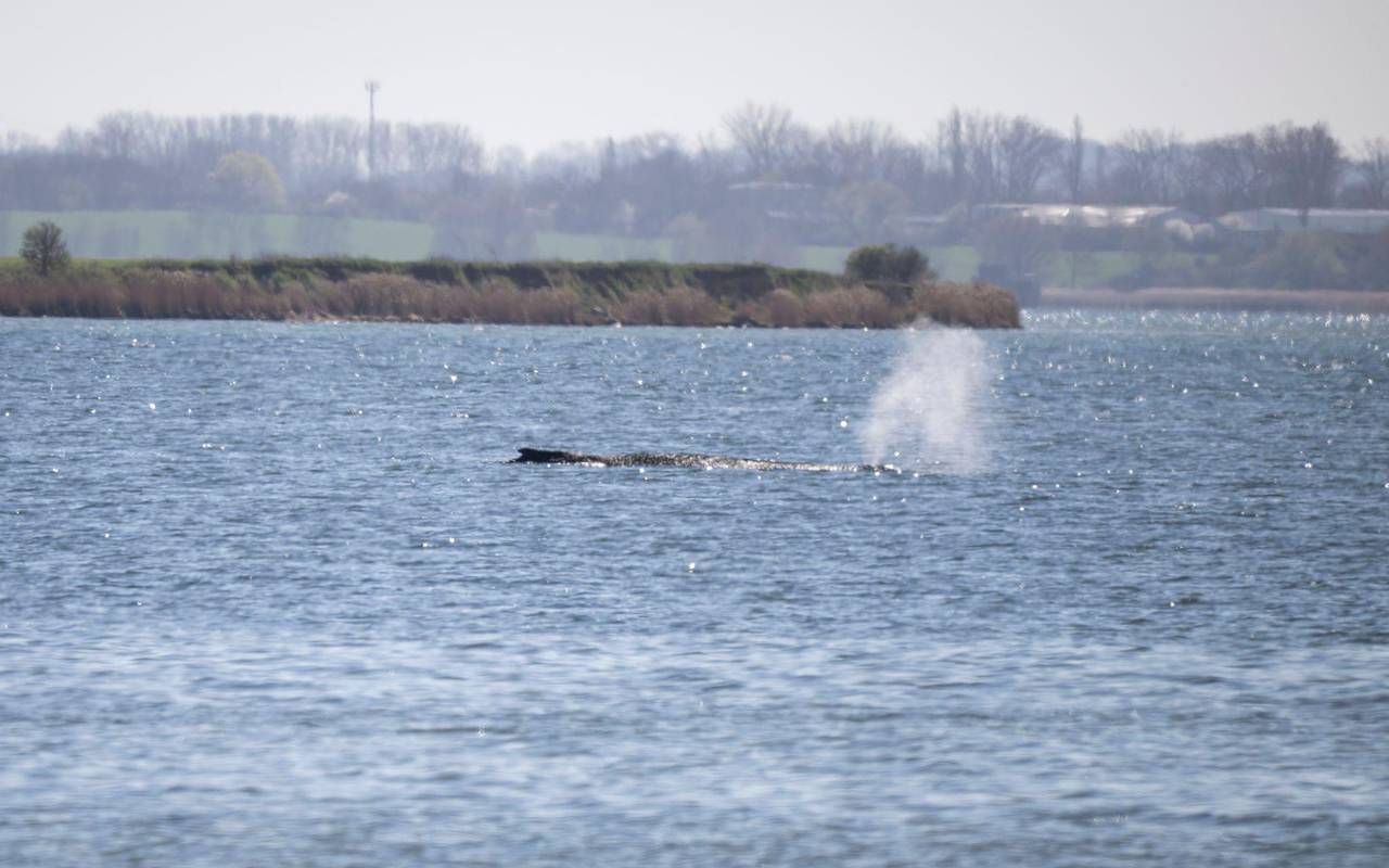 Gestrandeter Buckelwal in Wismarbucht