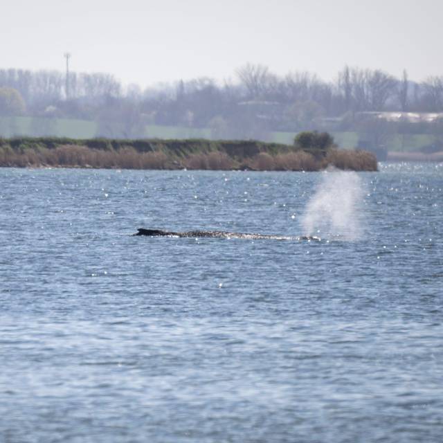 Gestrandeter Buckelwal in Wismarbucht