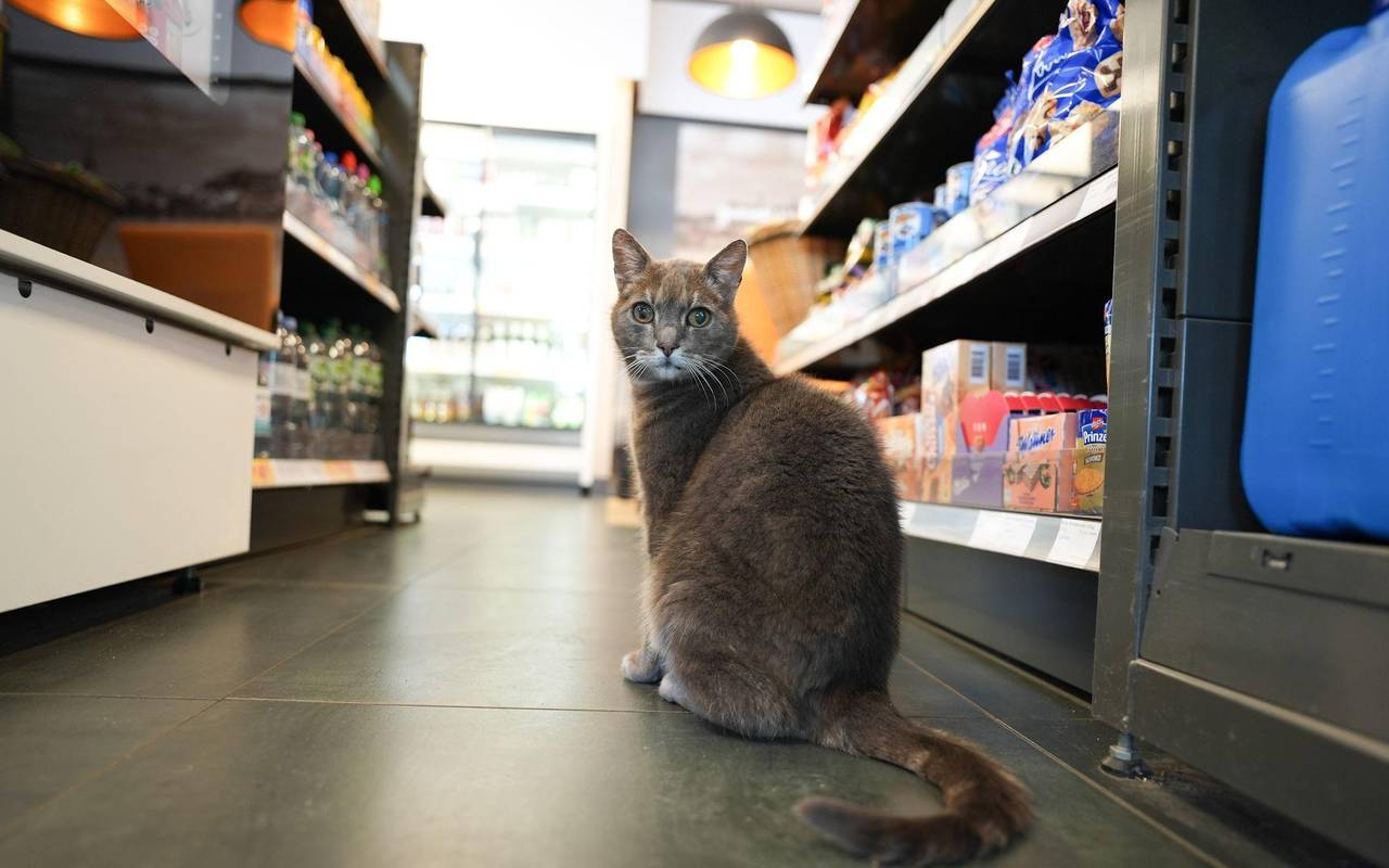 Katze "Lotti" lebt in Baumarkt