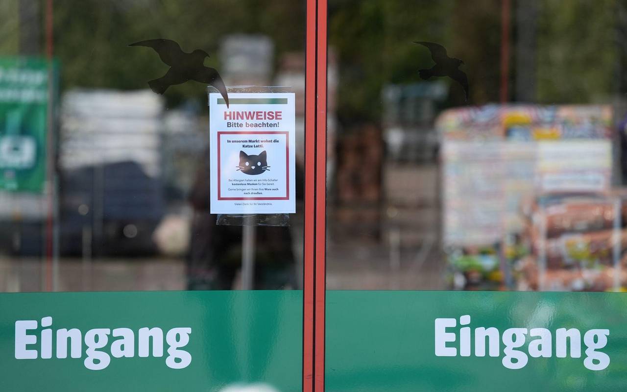Katze "Lotti" lebt in Baumarkt