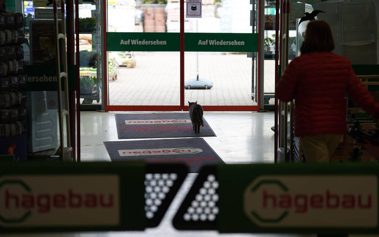Katze "Lotti" lebt in Baumarkt