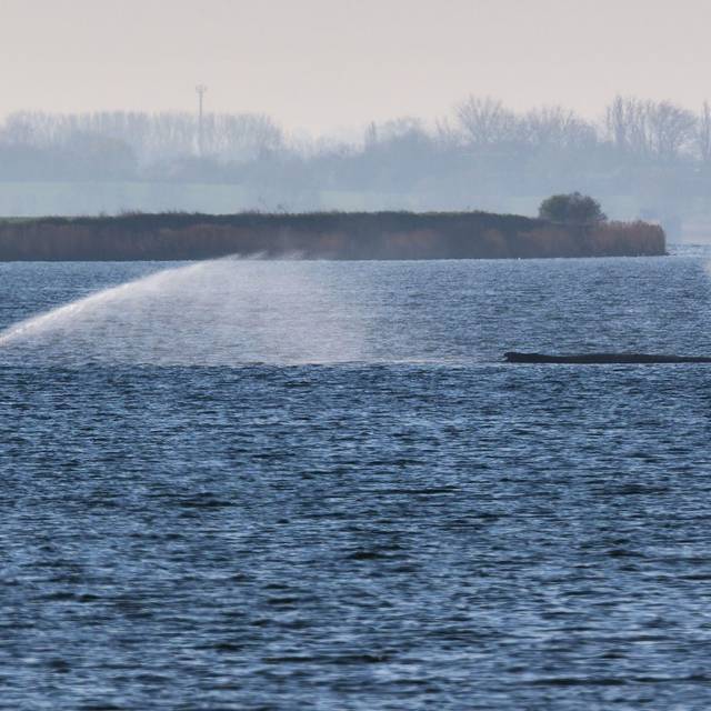 Buckelwal liegt weiter in Wismarer Bucht