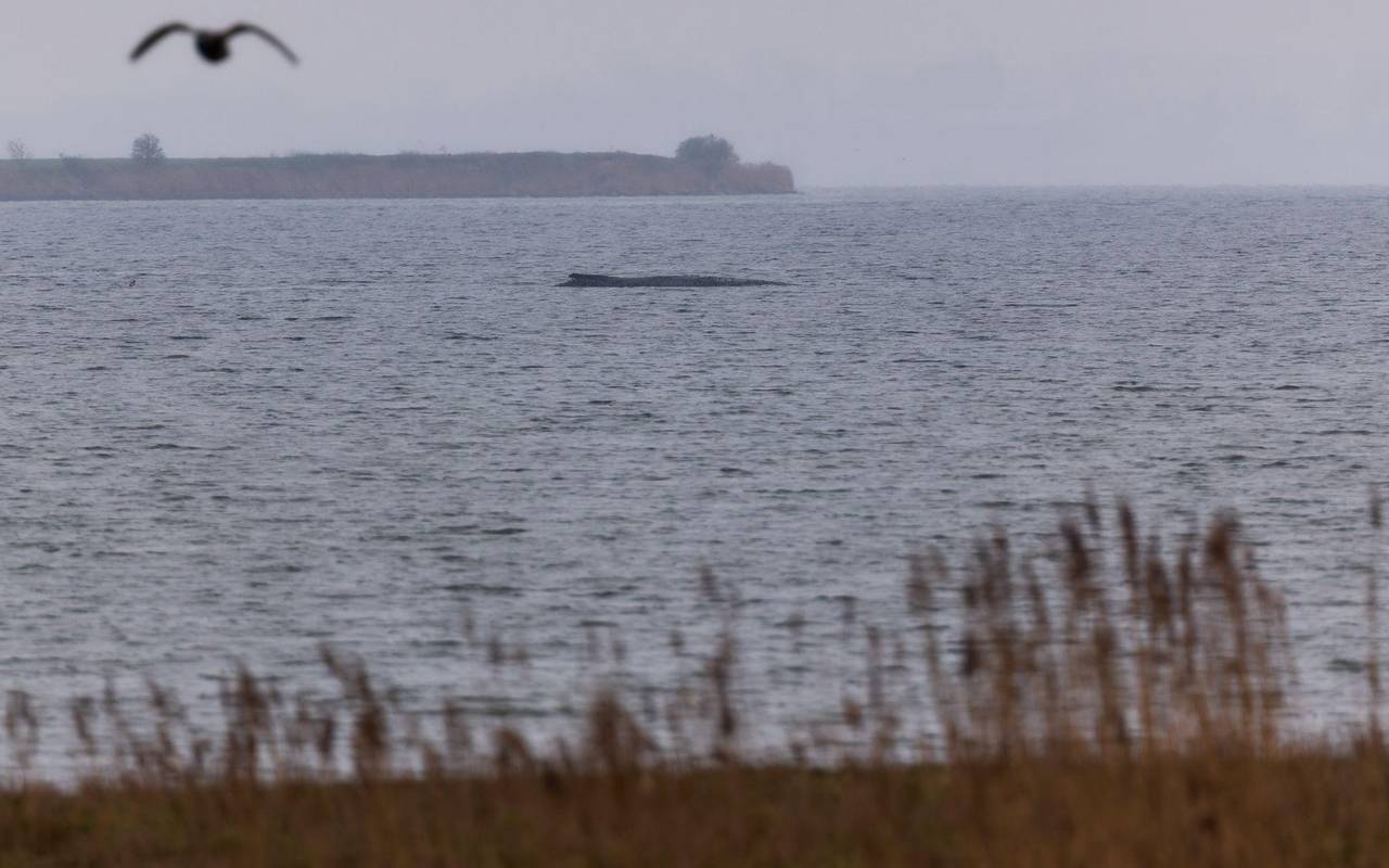 Buckelwal liegt weiter in Wismarer Bucht
