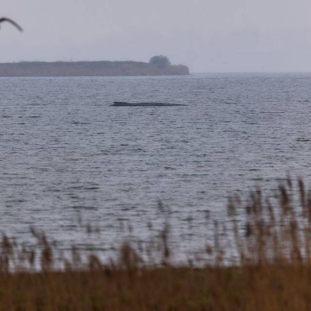 Buckelwal liegt weiter in Wismarer Bucht