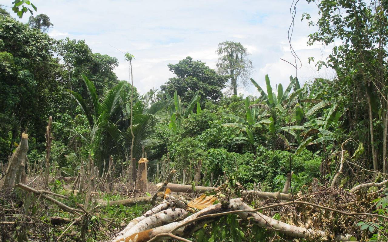Dschungel in Papua-Neuguinea