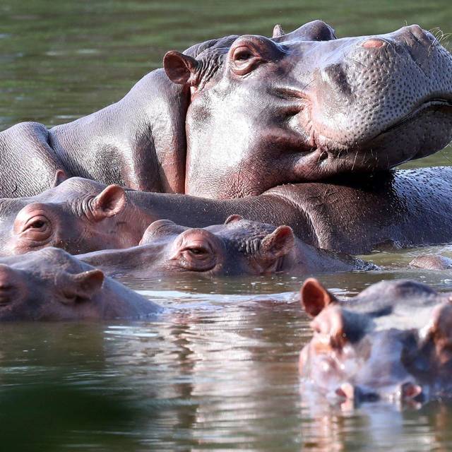 Invasive große Tiere in Seen: Jede zweite Art macht Probleme