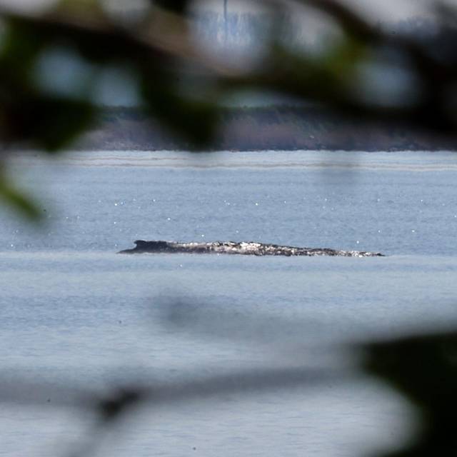 Buckelwal liegt in Wismarer Bucht