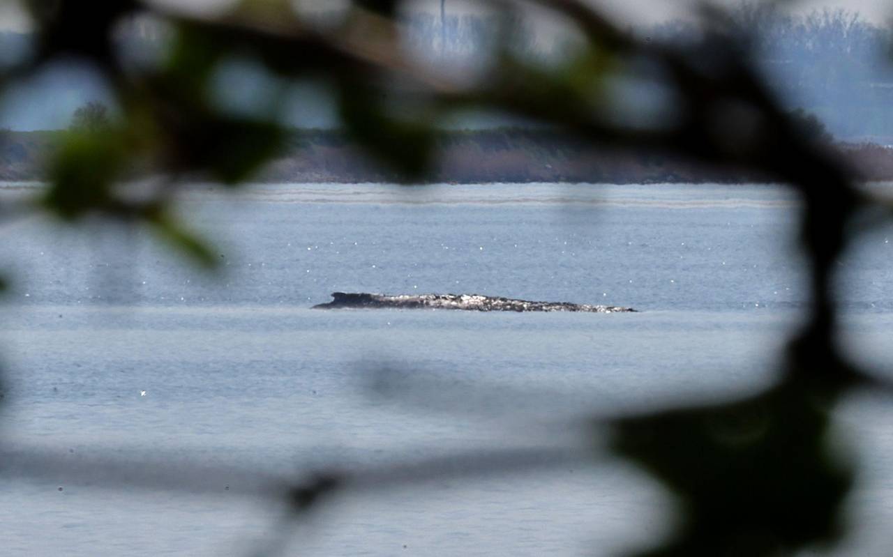 Buckelwal liegt in Wismarer Bucht