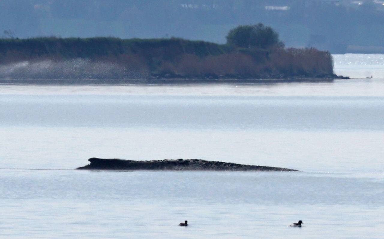 Buckelwal liegt in Wismarer Bucht