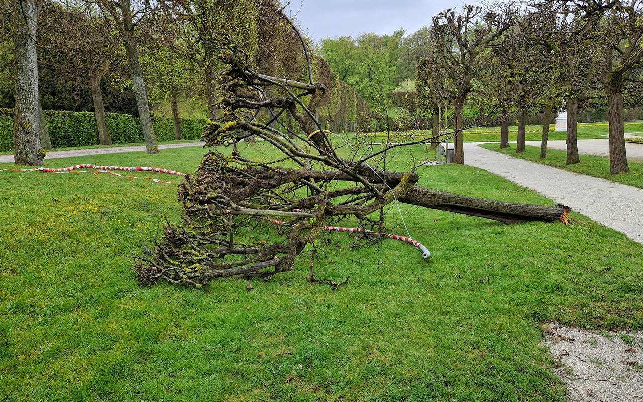 Unbekannte haben im Brühler Schlosspark Zerstörung angerichtet