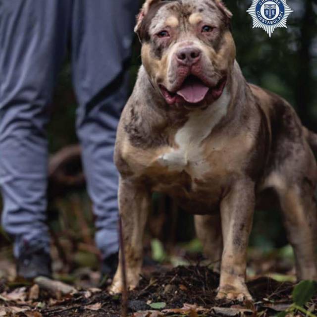 Gerichtsverfahren zu XL Bully in England