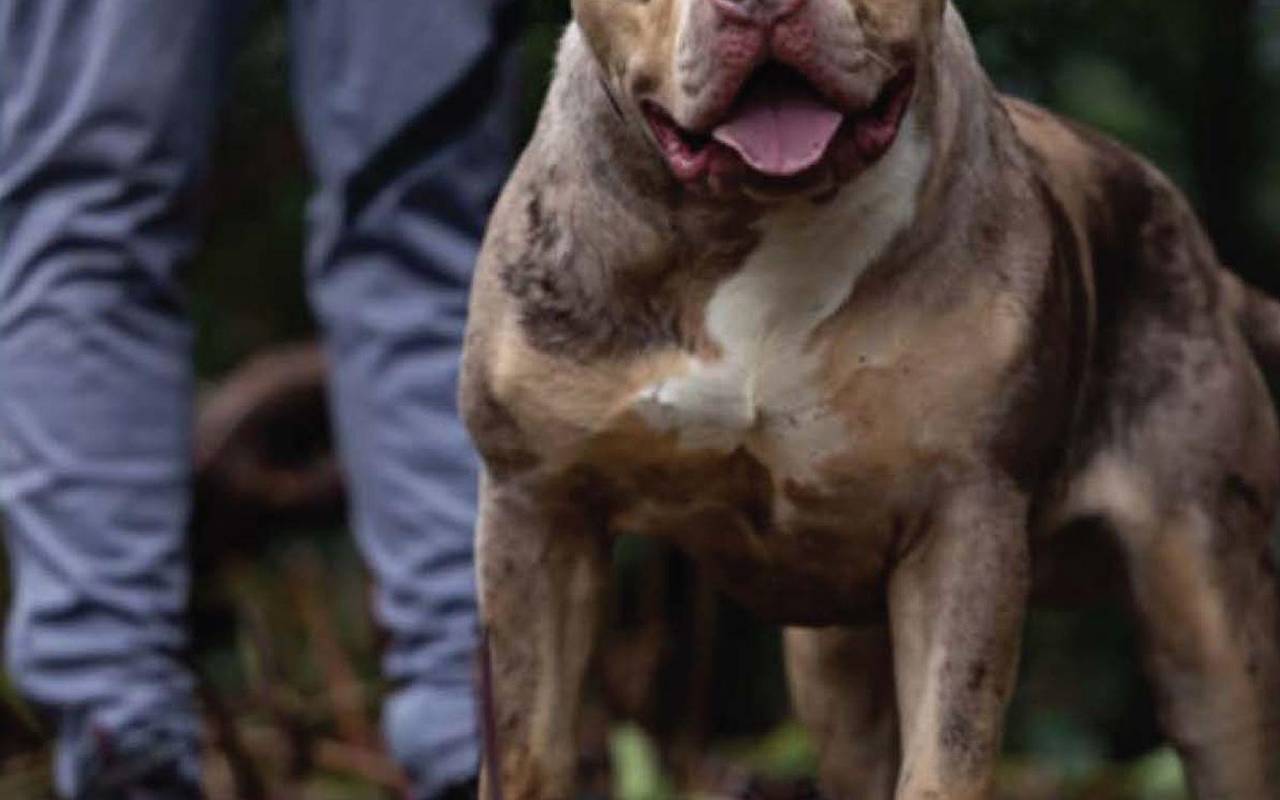 Gerichtsverfahren zu XL Bully in England