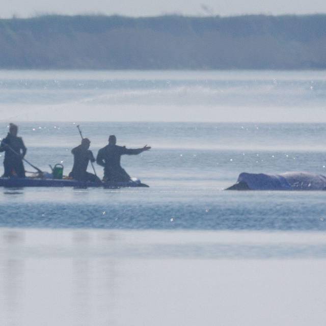 Rettungsaktion für den Buckelwal