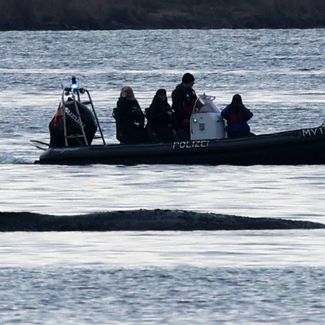 Rettungsaktion für den Buckelwal