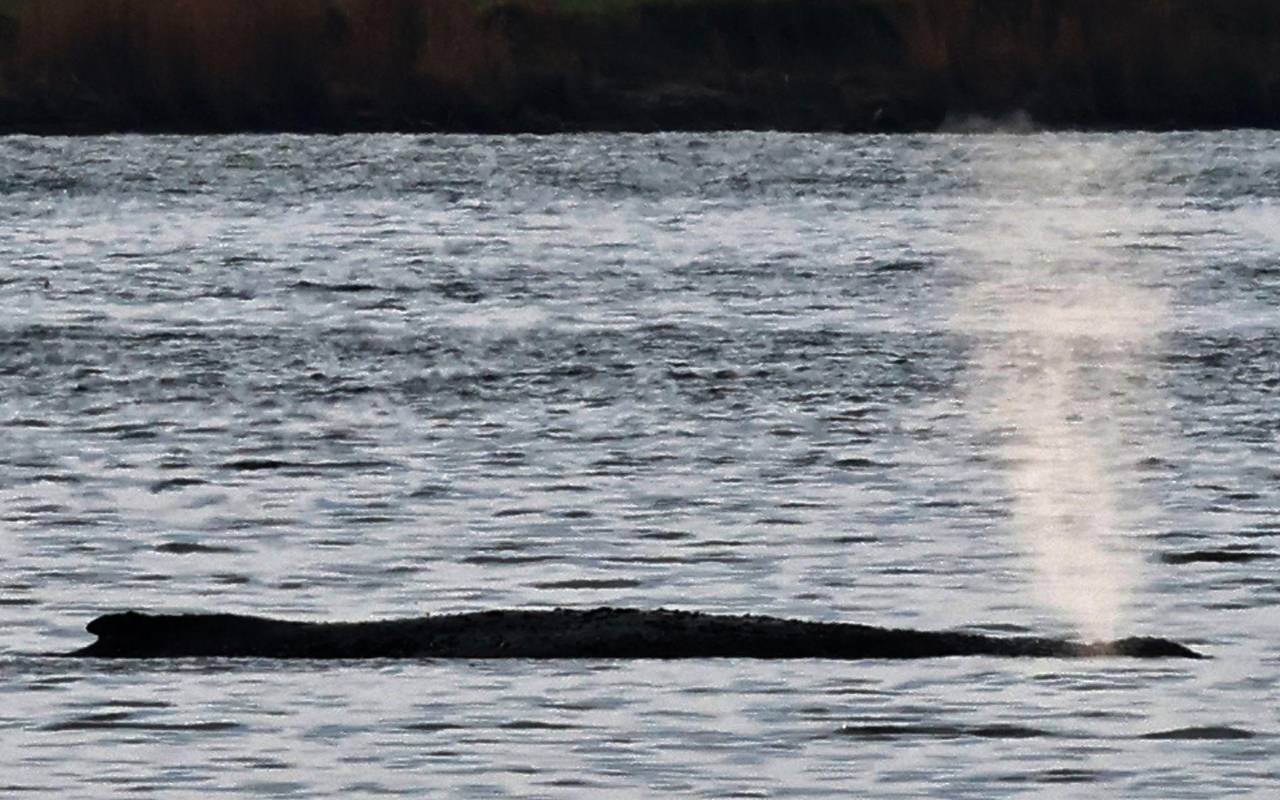 Rettungsaktion für den Buckelwal